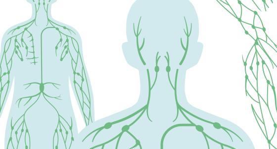Lymphsystem